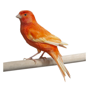 Yellow Canary